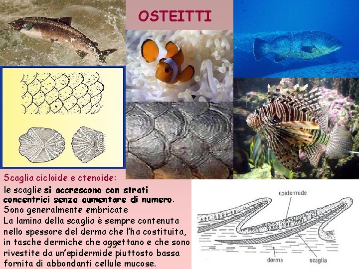 OSTEITTI Scaglia cicloide e ctenoide: le scaglie si accrescono con strati concentrici senza aumentare