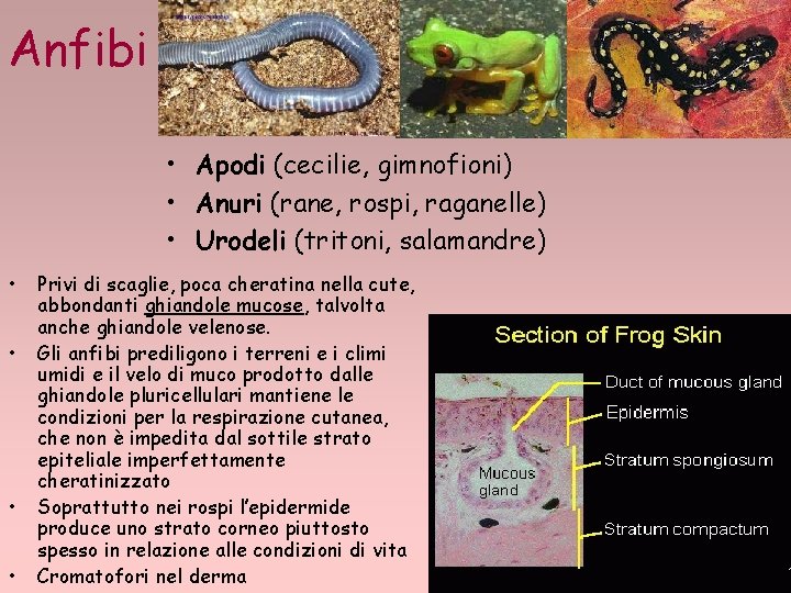 Anfibi • Apodi (cecilie, gimnofioni) • Anuri (rane, rospi, raganelle) • Urodeli (tritoni, salamandre)