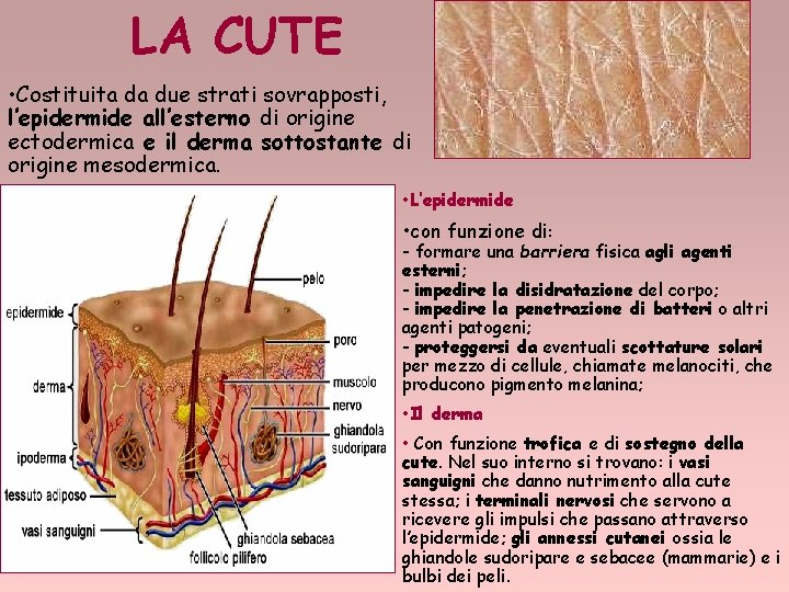 LA CUTE • Costituita da due strati sovrapposti, l’epidermide all’esterno di origine ectodermica e