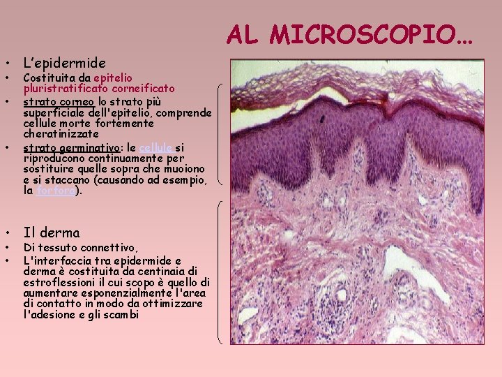 AL MICROSCOPIO… • L’epidermide • • • Costituita da epitelio pluristratificato corneificato strato corneo