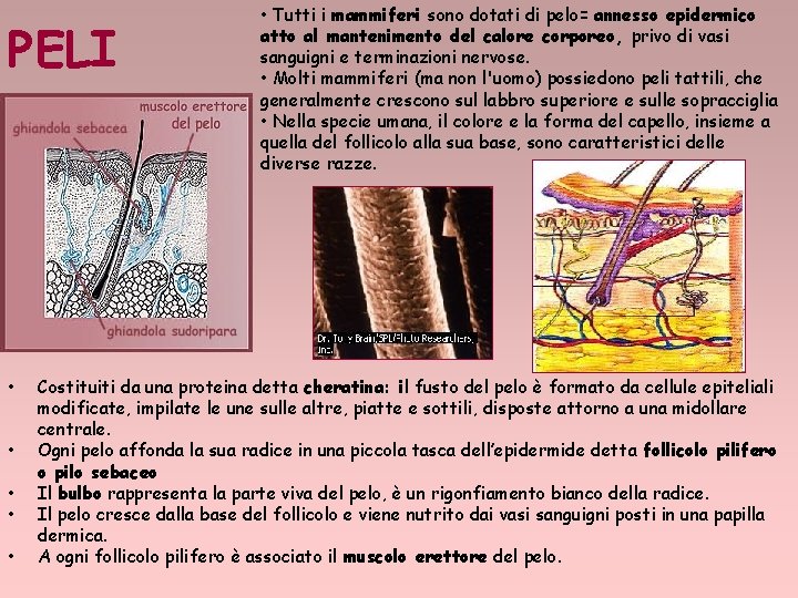 PELI • • • Tutti i mammiferi sono dotati di pelo= annesso epidermico atto