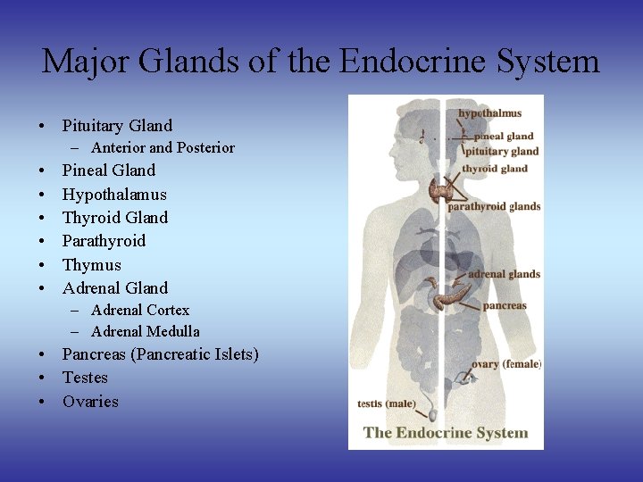 Major Glands of the Endocrine System • Pituitary Gland – Anterior and Posterior •