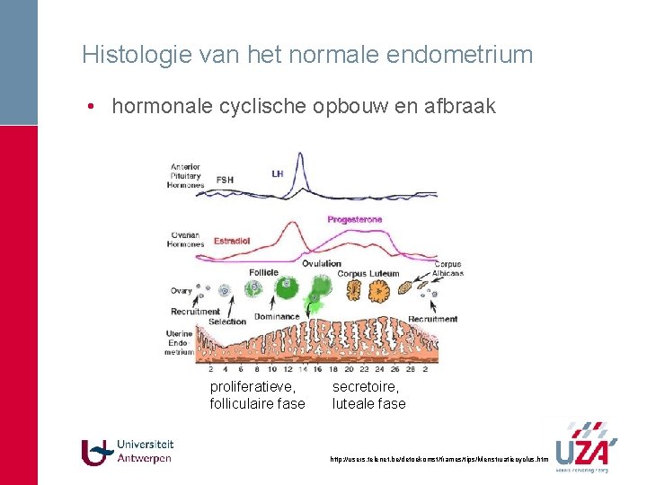 Histologie van het normale endometrium • hormonale cyclische opbouw en afbraak proliferatieve, folliculaire fase Histologie van het normale endometrium • hormonale cyclische opbouw en afbraak proliferatieve, folliculaire fase