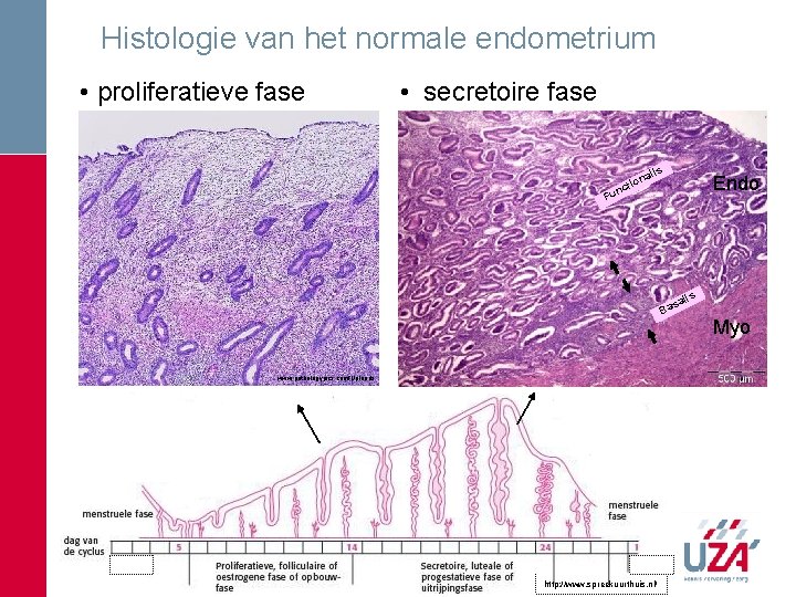 Histologie van het normale endometrium • proliferatieve fase • secretoire fase n Fu lis Histologie van het normale endometrium • proliferatieve fase • secretoire fase n Fu lis