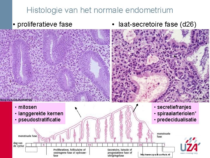 Histologie van het normale endometrium • proliferatieve fase • laat-secretoire fase (d 26) * Histologie van het normale endometrium • proliferatieve fase • laat-secretoire fase (d 26) *