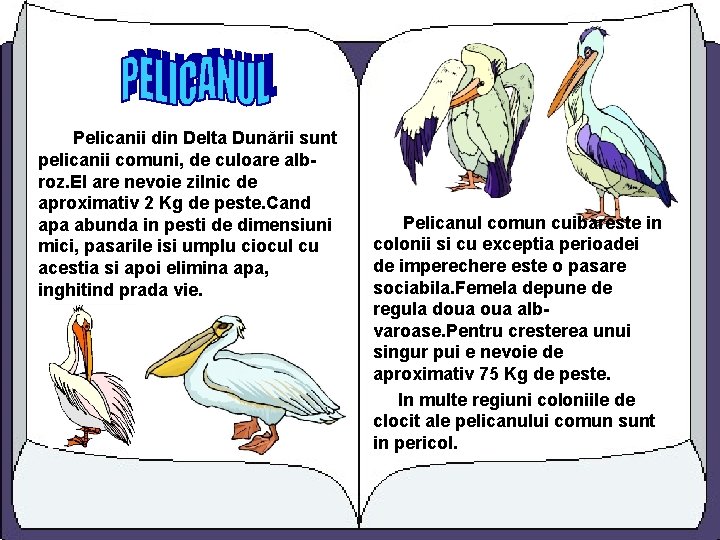 Pelicanii din Delta Dunării sunt pelicanii comuni, de culoare albroz. El are nevoie zilnic