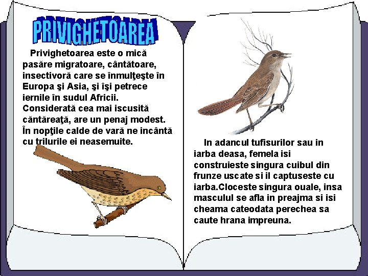 Privighetoarea este o mică pasăre migratoare, cântătoare, insectivoră care se înmulţeşte în Europa şi