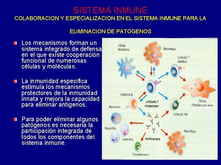 SISTEMA INMUNE COLABORACION Y ESPECIALIZACION EN EL SISTEMA INMUNE PARA LA ELIMINACION DE PATOGENOS