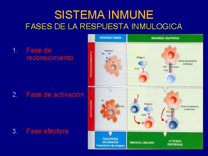 SISTEMA INMUNE FASES DE LA RESPUESTA INMULOGICA 1. Fase de reconocimiento 2. Fase de