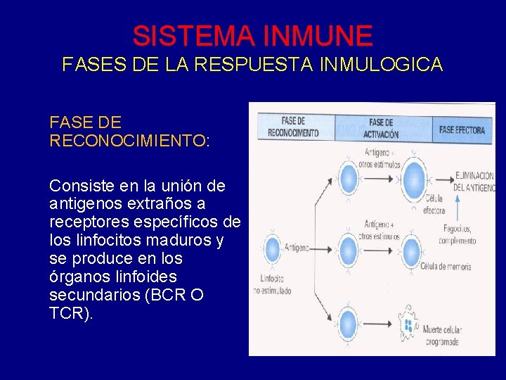 SISTEMA INMUNE FASES DE LA RESPUESTA INMULOGICA FASE DE RECONOCIMIENTO: Consiste en la unión