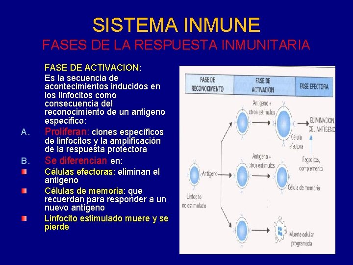 SISTEMA INMUNE FASES DE LA RESPUESTA INMUNITARIA A. B. FASE DE ACTIVACION; Es la