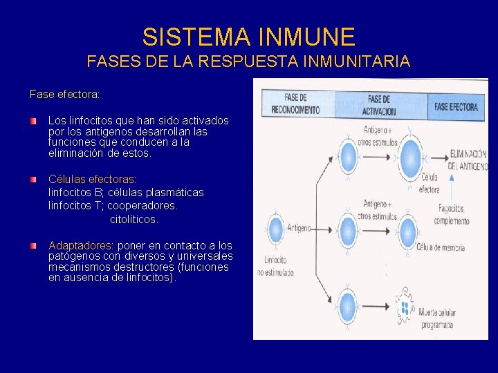 SISTEMA INMUNE FASES DE LA RESPUESTA INMUNITARIA Fase efectora: Los linfocitos que han sido