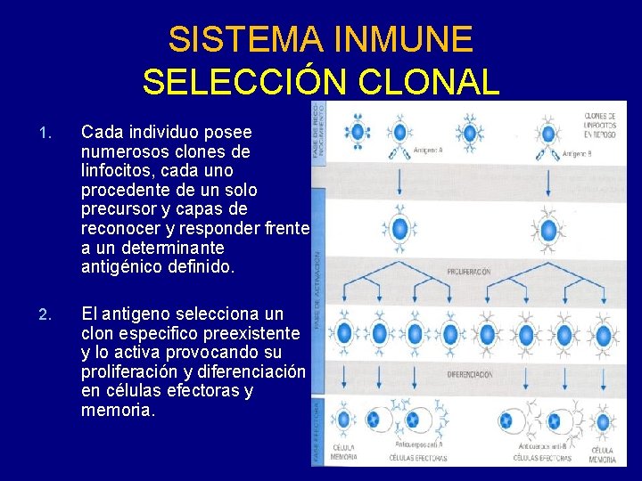 SISTEMA INMUNE SELECCIÓN CLONAL 1. Cada individuo posee numerosos clones de linfocitos, cada uno