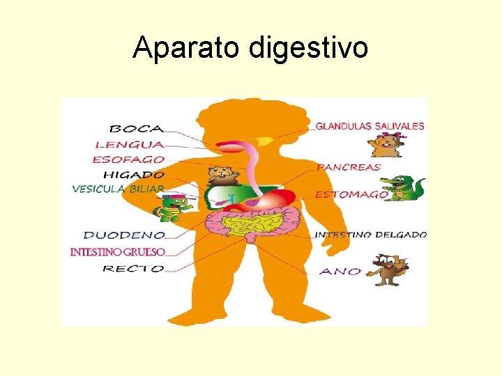 Aparato digestivo 