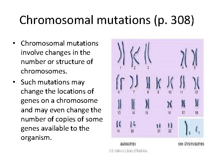 Chromosomal mutations (p. 308) • Chromosomal mutations involve changes in the number or structure