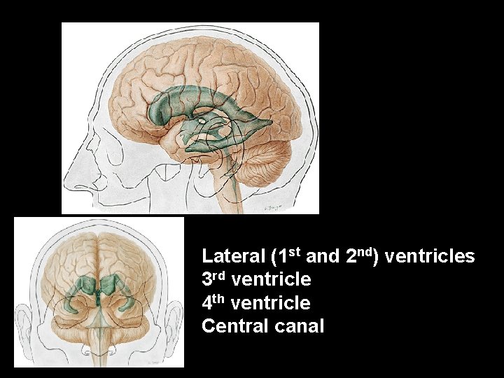 Lateral (1 st and 2 nd) ventricles 3 rd ventricle 4 th ventricle Central