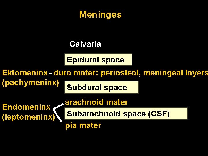 Meninges Calvaria Epidural space Ektomeninx - dura mater: periosteal, meningeal layers (pachymeninx) Subdural space