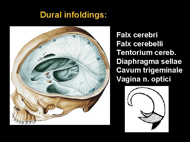 Dural infoldings: Falx cerebri Falx cerebelli Tentorium cereb. Diaphragma sellae Cavum trigeminale Vagina n.