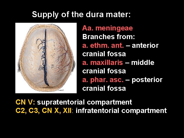 Supply of the dura mater: Aa. meningeae Branches from: a. ethm. ant. – anterior