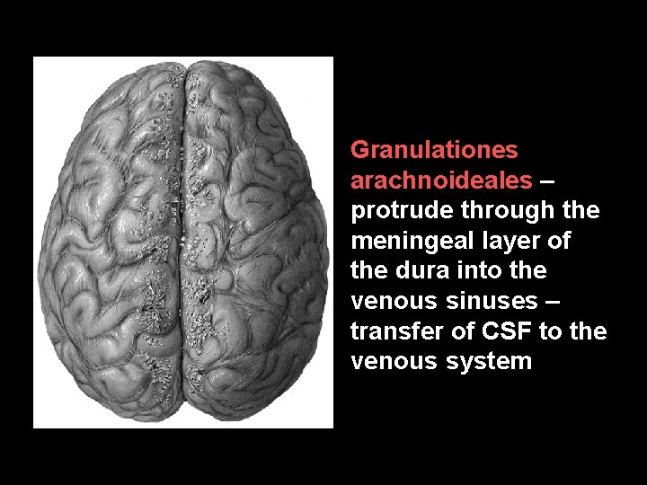 Granulationes arachnoideales – protrude through the meningeal layer of the dura into the venous