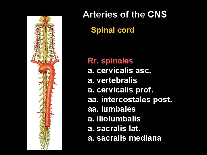 Arteries of the CNS Spinal cord Rr. spinales a. cervicalis asc. a. vertebralis a.