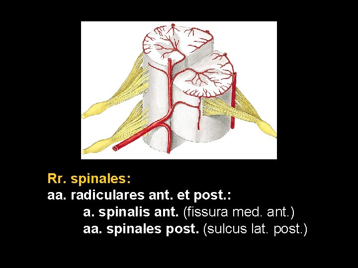 Rr. spinales: aa. radiculares ant. et post. : a. spinalis ant. (fissura med. ant.