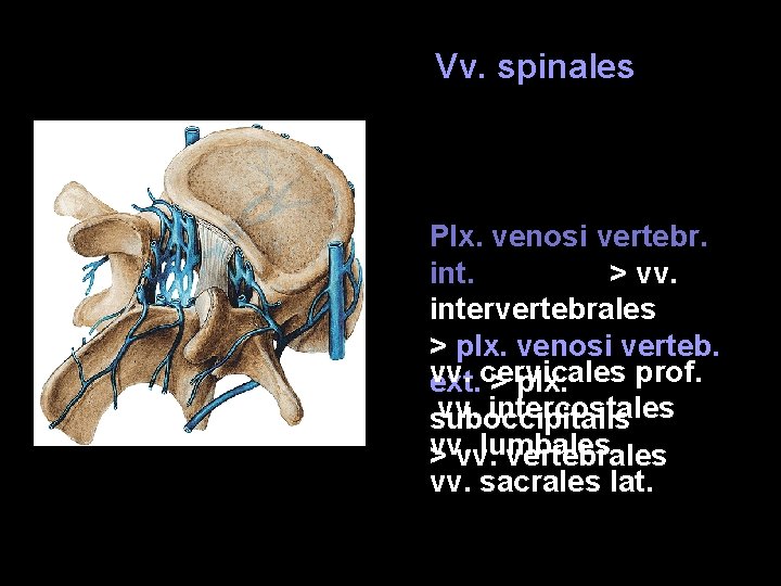 Vv. spinales Plx. venosi vertebr. int. > vv. intervertebrales > plx. venosi verteb. vv.