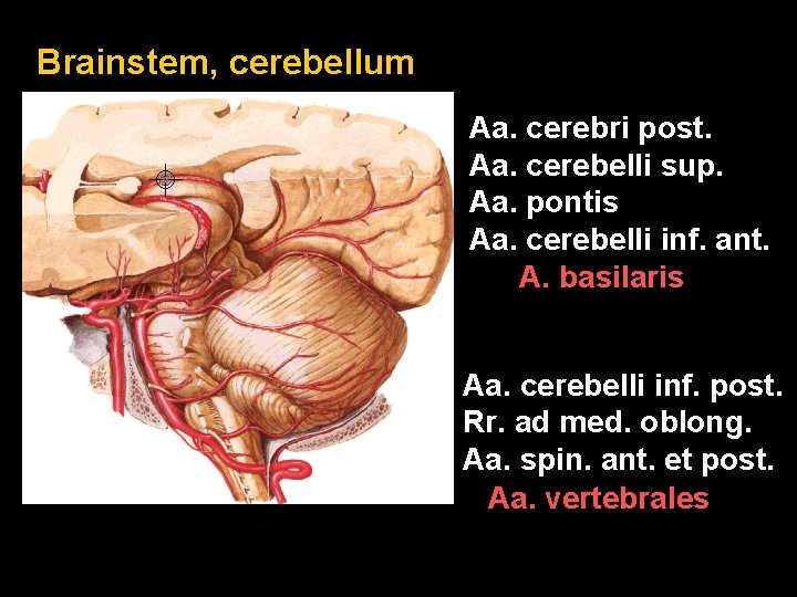 Brainstem, cerebellum Aa. cerebri post. Aa. cerebelli sup. Aa. pontis Aa. cerebelli inf. ant.