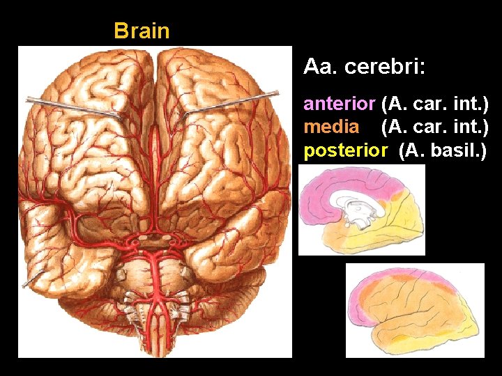Brain Aa. cerebri: anterior (A. car. int. ) media (A. car. int. ) posterior