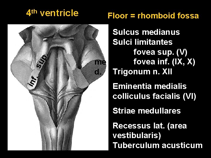 inf. s up. 4 th ventricle Floor = rhomboid fossa Sulcus medianus Sulci limitantes