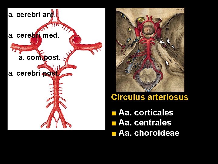 a. cerebri ant. a. cerebri med. a. com. post. a. cerebri post. Circulus arteriosus