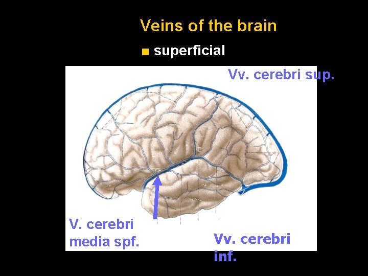Veins of the brain ■ superficial Vv. cerebri sup. V. cerebri media spf. Vv.