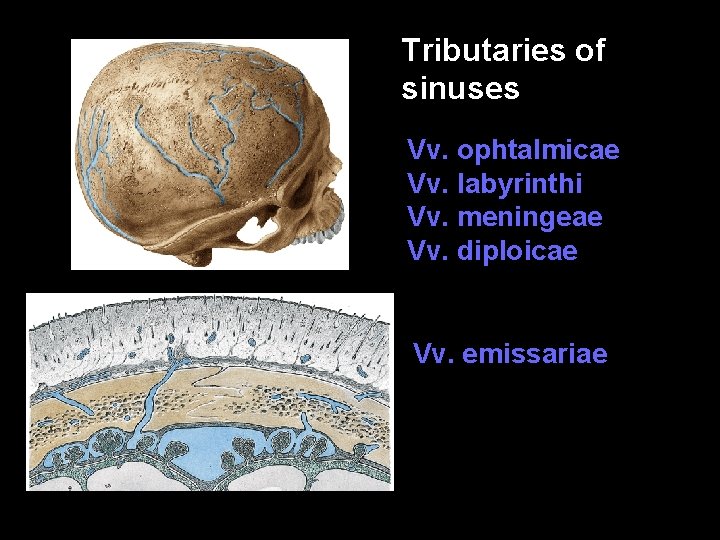Tributaries of sinuses Vv. ophtalmicae Vv. labyrinthi Vv. meningeae Vv. diploicae Vv. emissariae 