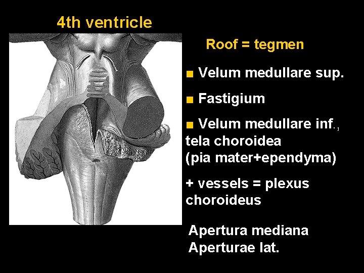 4 th ventricle Roof = tegmen ■ Velum medullare sup. ■ Fastigium ■ Velum