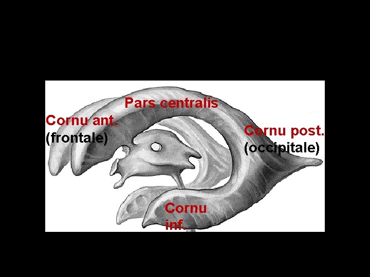 Pars centralis Cornu ant. (frontale) Cornu post. (occipitale) Cornu inf. (tempor ale) 