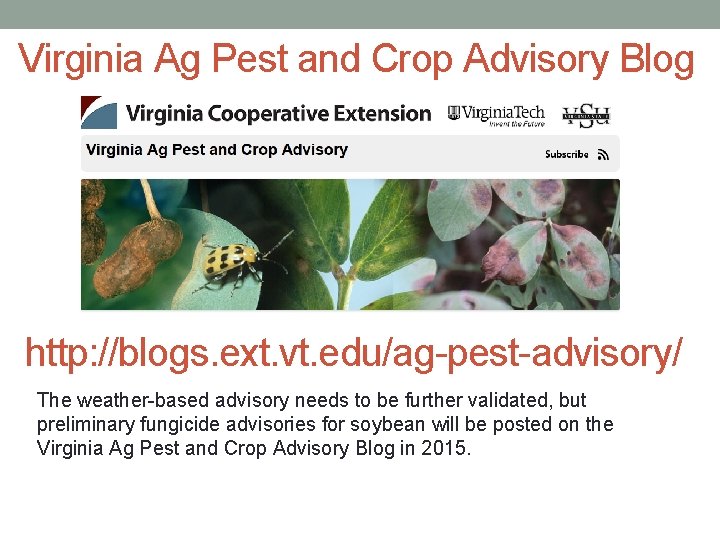 Virginia Ag Pest and Crop Advisory Blog http: //blogs. ext. vt. edu/ag-pest-advisory/ The weather-based