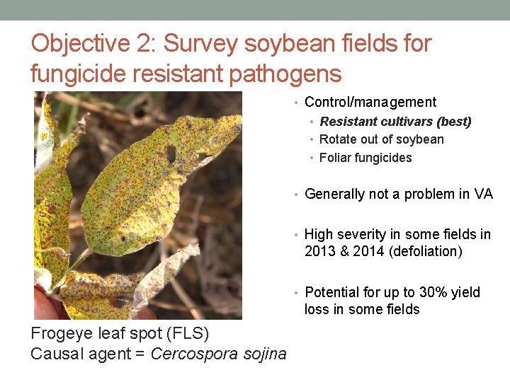 Objective 2: Survey soybean fields for fungicide resistant pathogens • Control/management • Resistant cultivars