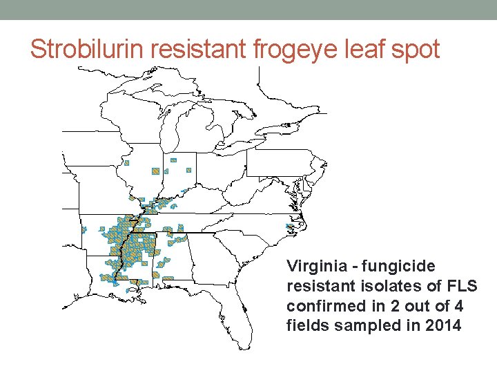 Strobilurin resistant frogeye leaf spot Virginia - fungicide resistant isolates of FLS confirmed in