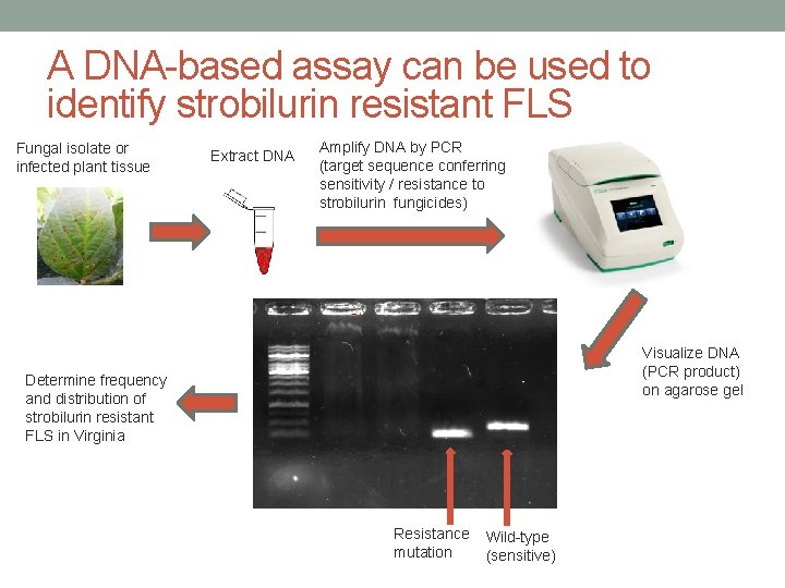 A DNA-based assay can be used to identify strobilurin resistant FLS Fungal isolate or