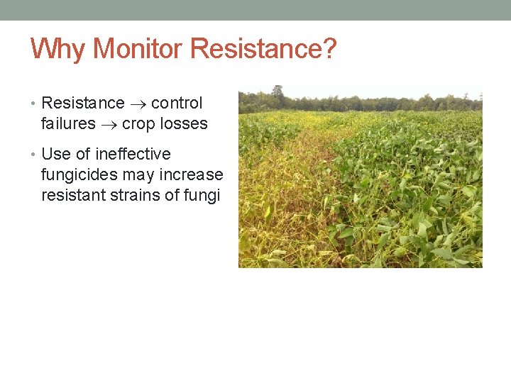 Why Monitor Resistance? • Resistance control failures crop losses • Use of ineffective fungicides