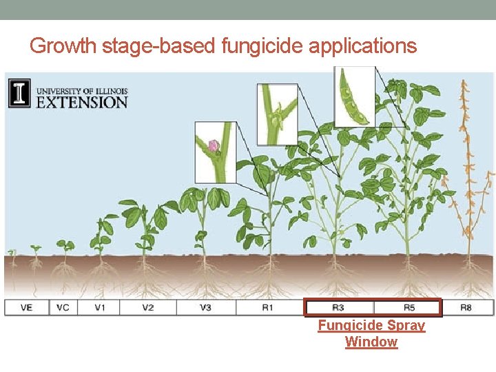 Growth stage-based fungicide applications Fungicide Spray Window 