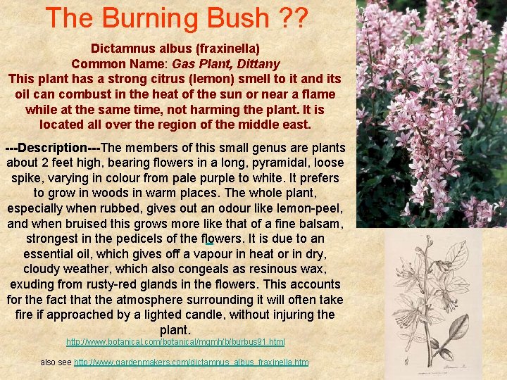 The Burning Bush ? ? Dictamnus albus (fraxinella) Common Name: Gas Plant, Dittany This