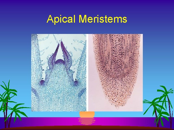 Apical Meristems 