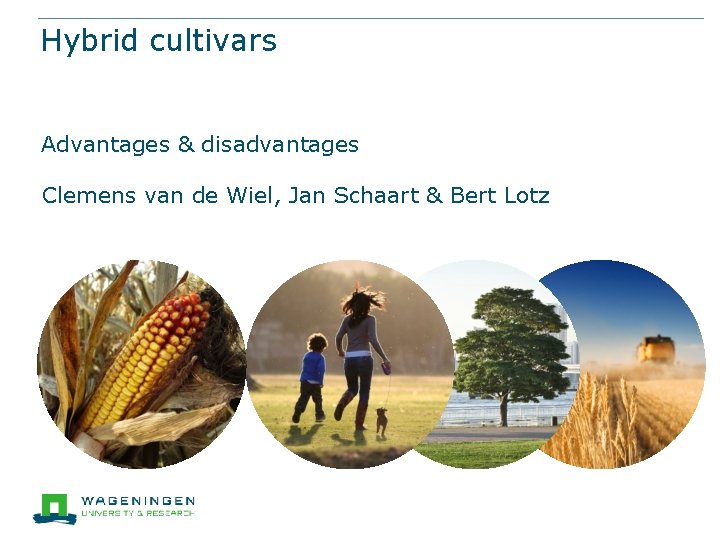 Hybrid cultivars Advantages & disadvantages Clemens van de Wiel, Jan Schaart & Bert Lotz