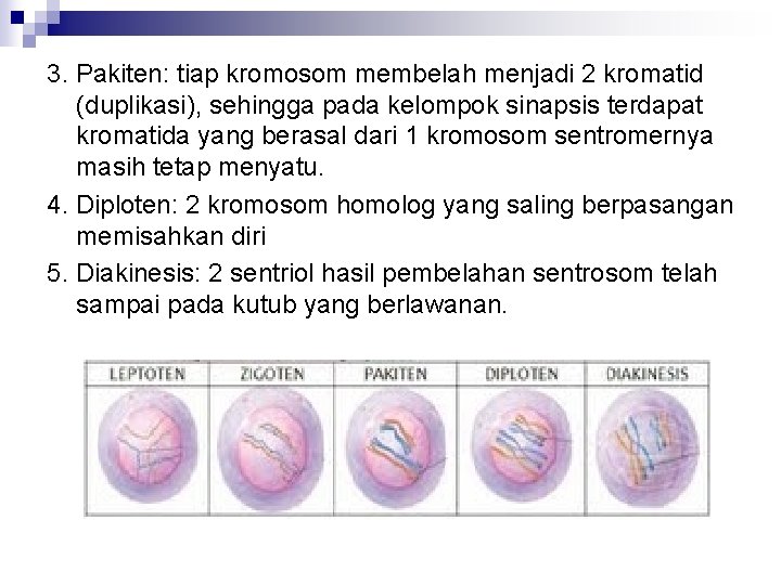3. Pakiten: tiap kromosom membelah menjadi 2 kromatid (duplikasi), sehingga pada kelompok sinapsis terdapat