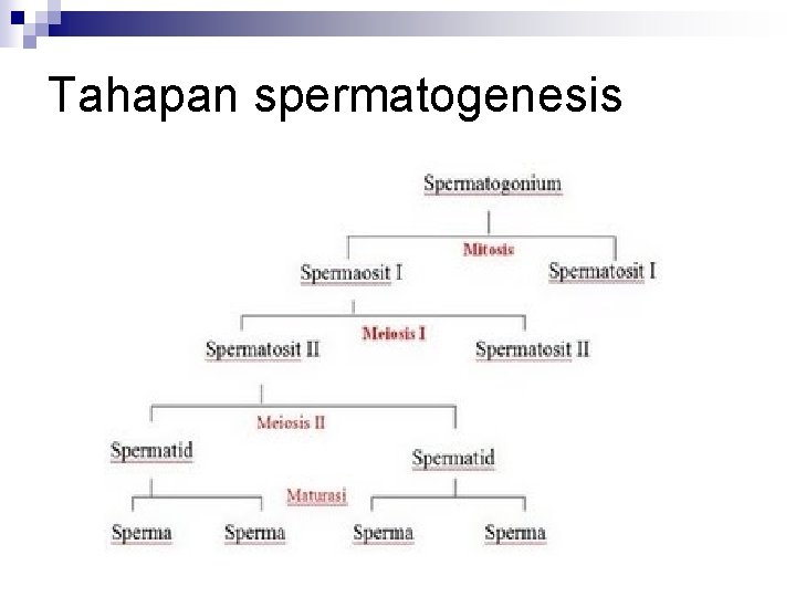 Tahapan spermatogenesis 