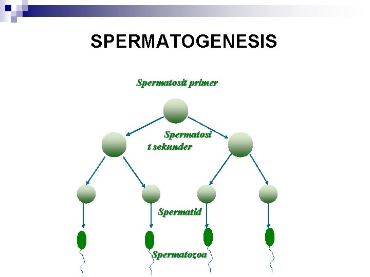 SPERMATOGENESIS Spermatosit primer Spermatosi t sekunder Spermatid Spermatozoa 