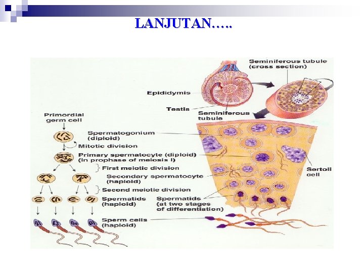 LANJUTAN…. . 