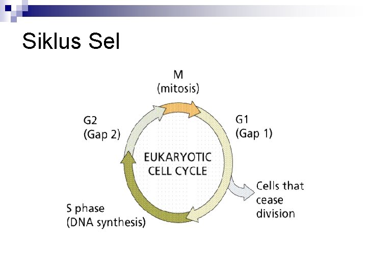 Siklus Sel 