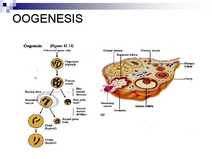 OOGENESIS 